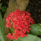 Malayan Ixora