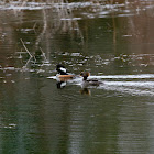 Hooded Merganser