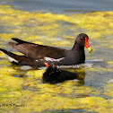 Common Moorhen