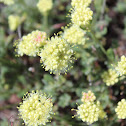 Round-headed desert buckwheat