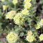 Round-headed desert buckwheat