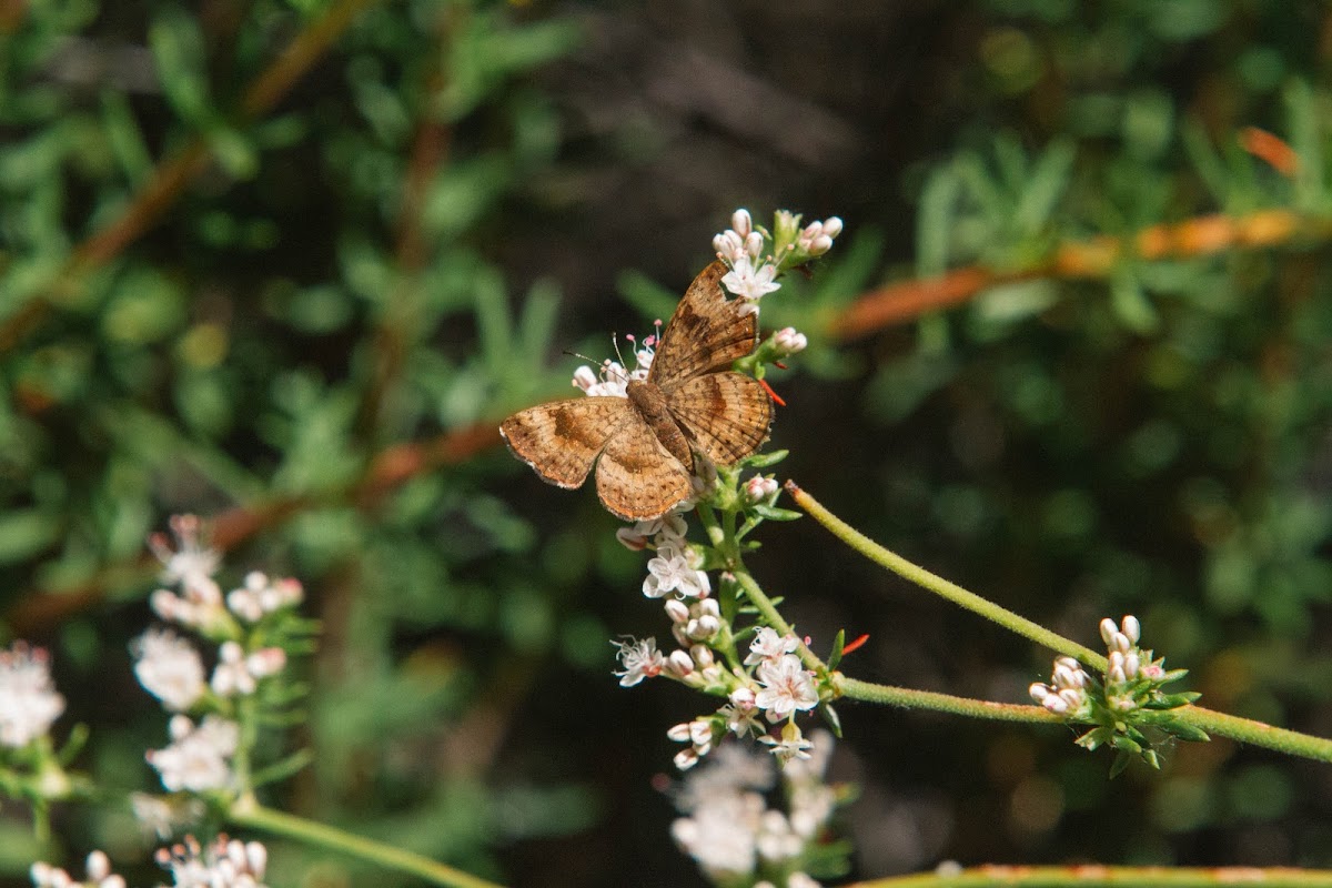 Fatal metalmark