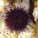 Purple sea urchin