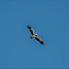 Booted Eagle