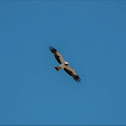 Booted Eagle