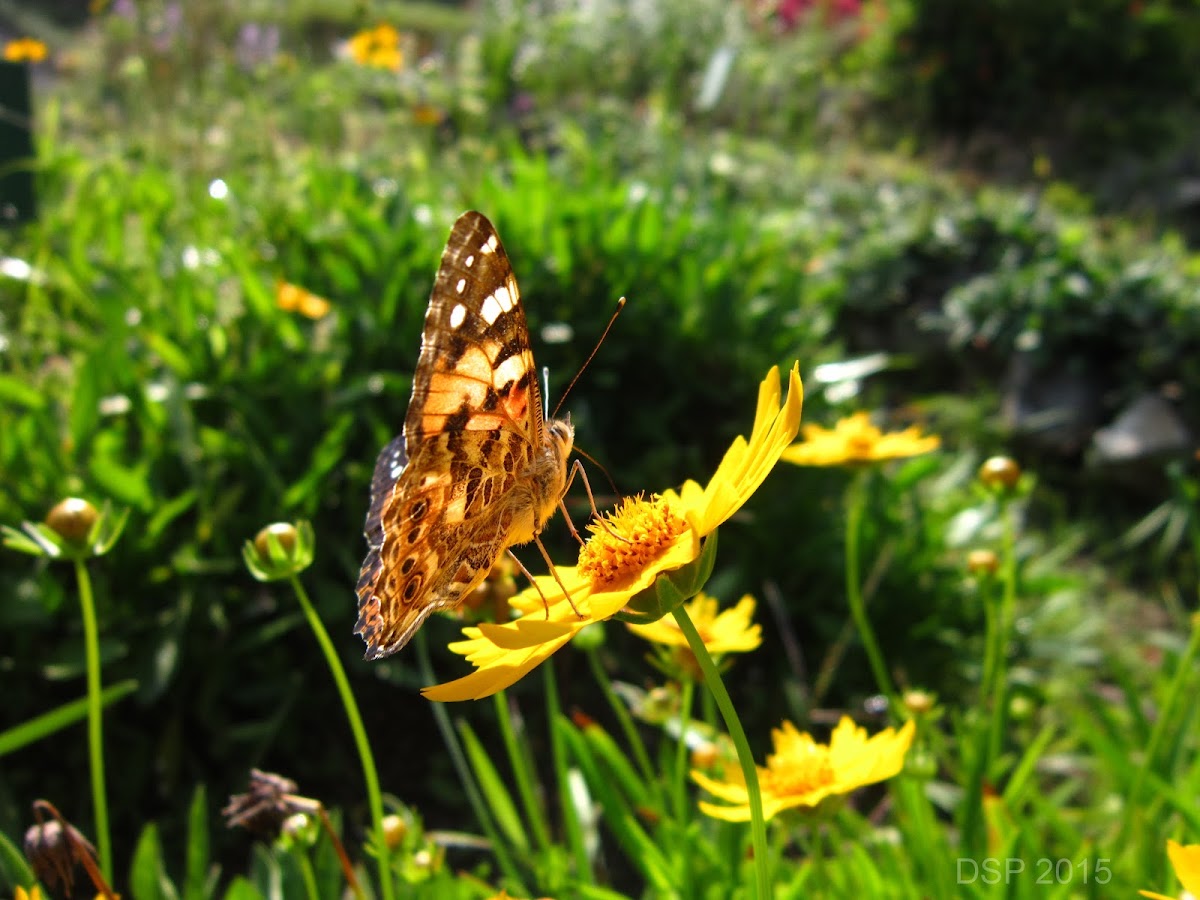 The Painted Lady