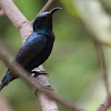 Purple Sunbird