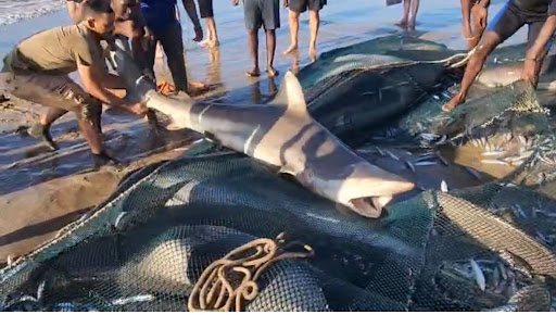 WATCH | 17 'angry' sharks netted in sardine haul on KZN south coast