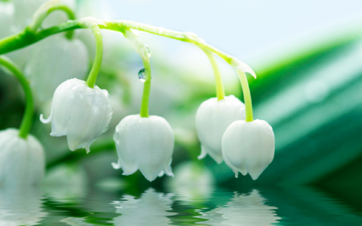 Morning Lily of the Valley Branch with Dew Drops Preview 1