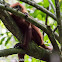 Maroon Langur