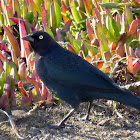 Brewer's Blackbird