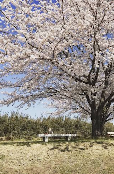 また、“桜の木”の下で