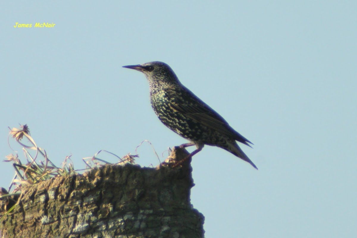 European Starling