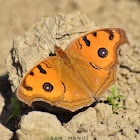 Peacock Pansy