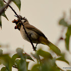 Himalayan bulbul