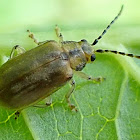 Brown willow beetle