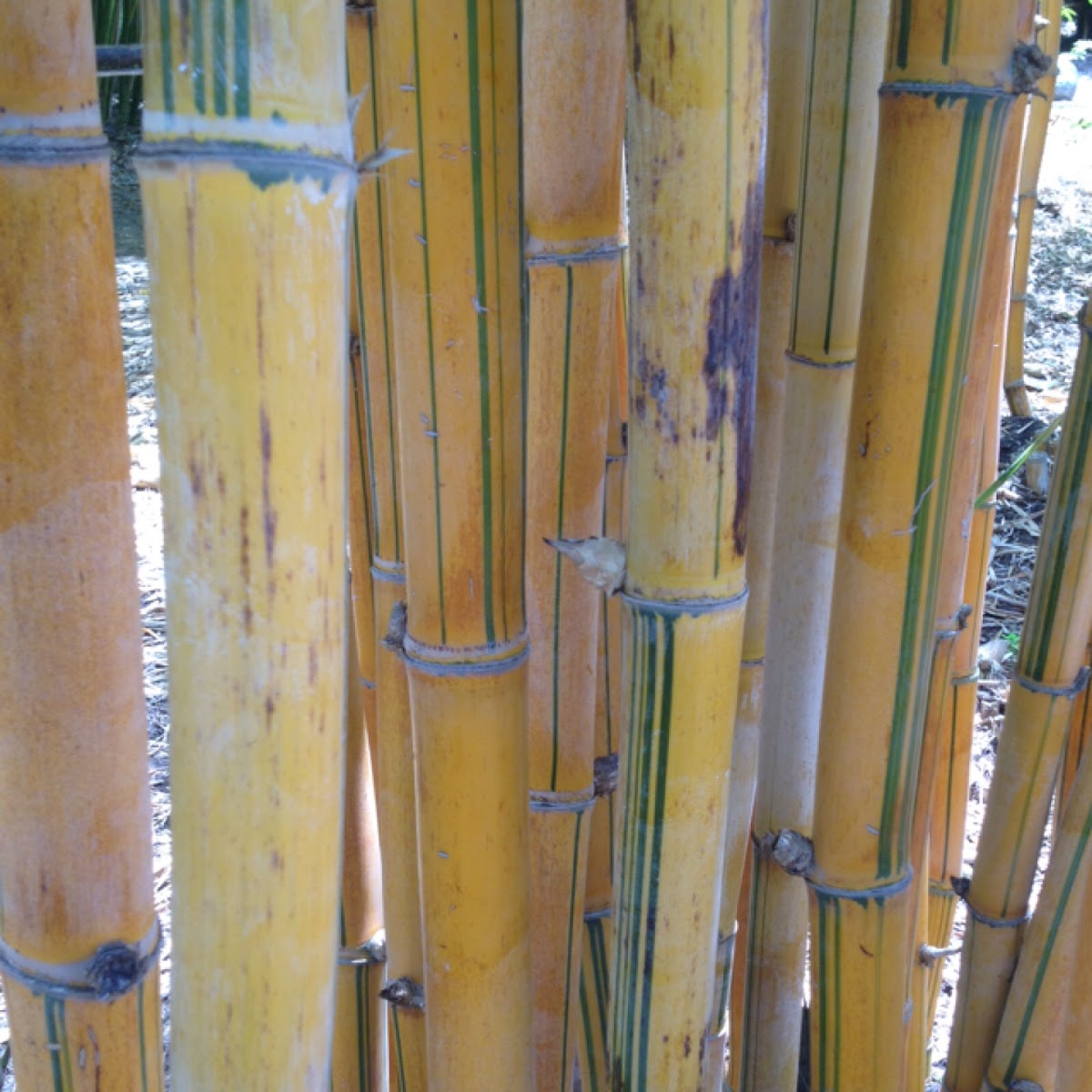 Striped Blowpipe Bamboo