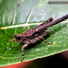 Pygmy Grasshopper