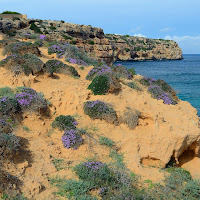 Fioritura di fine estate di 