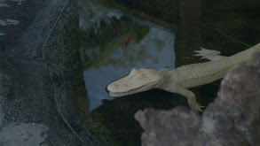 Ghost Gators thumbnail