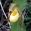 Southern Small Yellow Lady's-Slipper