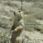 Gunnison's Prairie Dog