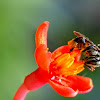 Stingless bee