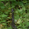 Eastern Garter Snake