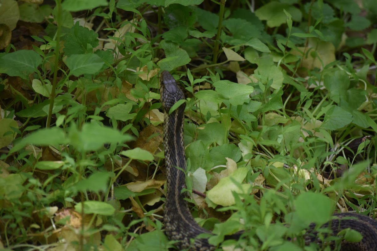 Eastern Garter Snake