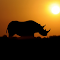 Item logo image for Sunset Sentinel