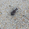 Hairy-Necked Tiger Beetle