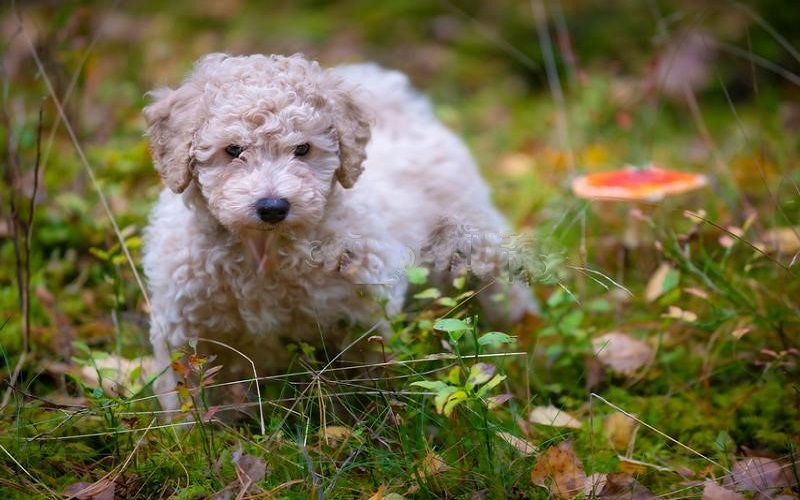 Miniature (Mini) Poodle