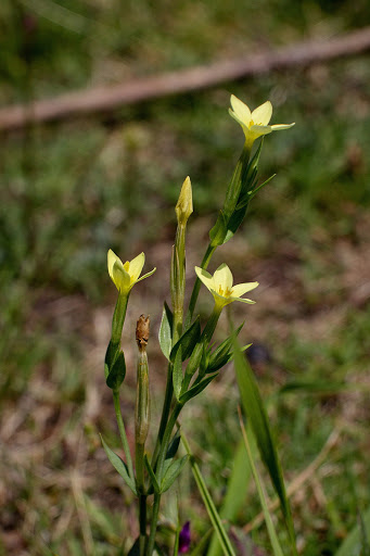 Centaurium maritimum