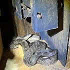 Gray ratsnake