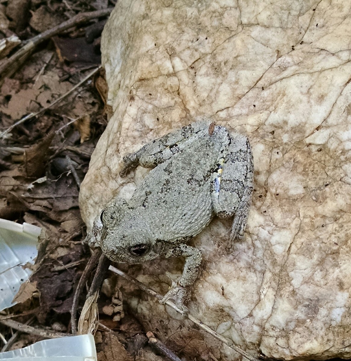 Cope's Gray Tree Frog