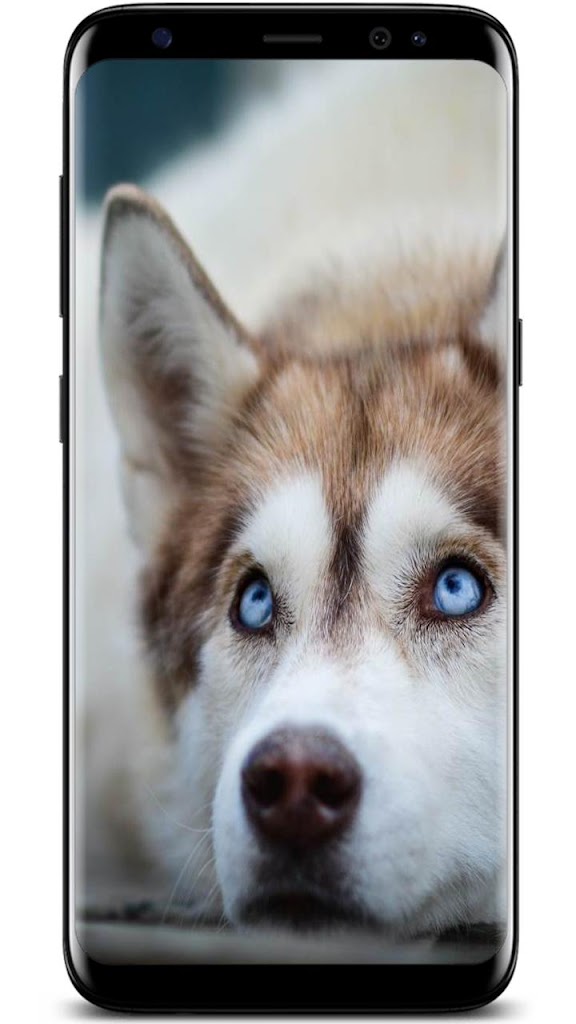 新しいシベリアンハスキーの壁紙 アンドロイド用 Apk ダウンロード