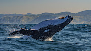 The Sardine Run coincides with the humpback whale migration from Antarctica to their breeding grounds off Mozambique, Tanzania and Madagascar.