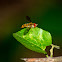 Marmalade hoverfly (Female)