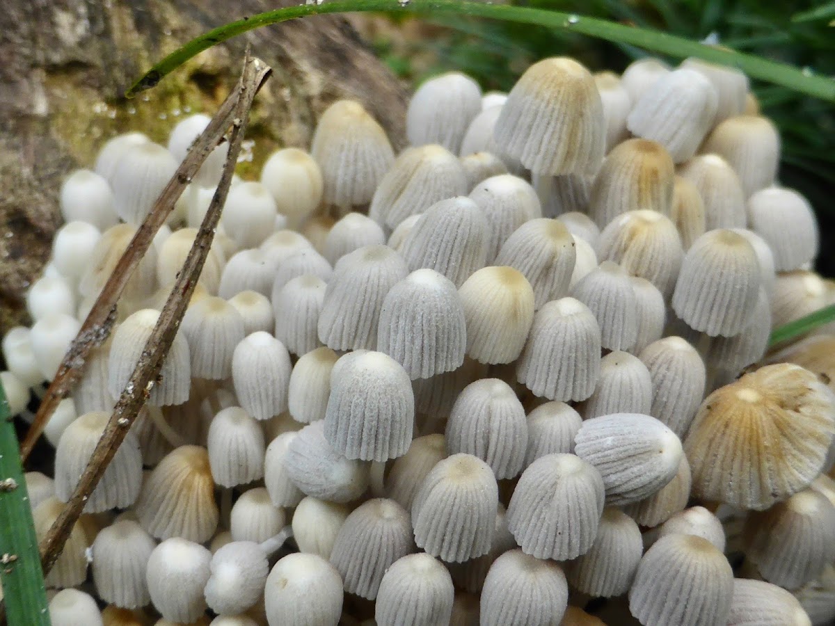 Fairy Inkcap