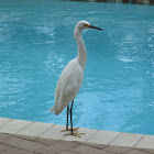 Snowy Egret