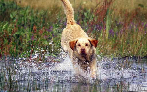 Playful Dog Splashes Through Water on a screenshot 2