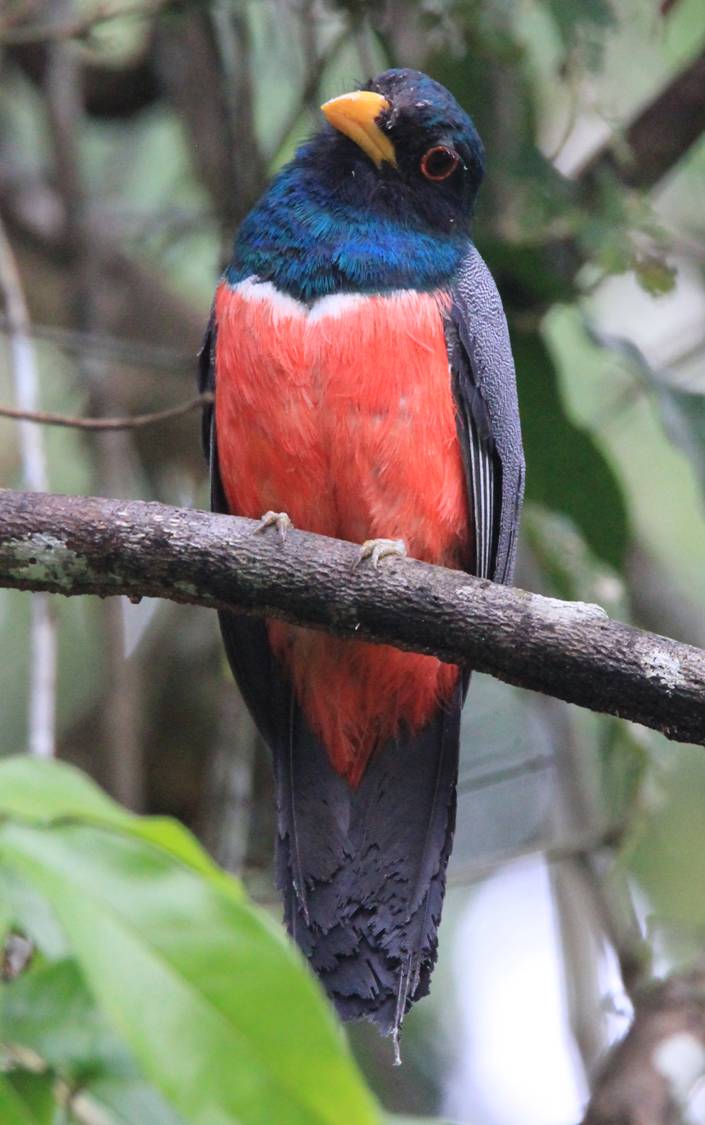 Black-tailed Trogon