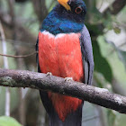 Black-tailed Trogon