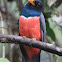 Black-tailed Trogon