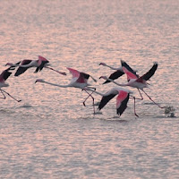 La volata per la Maglia Rosa di 