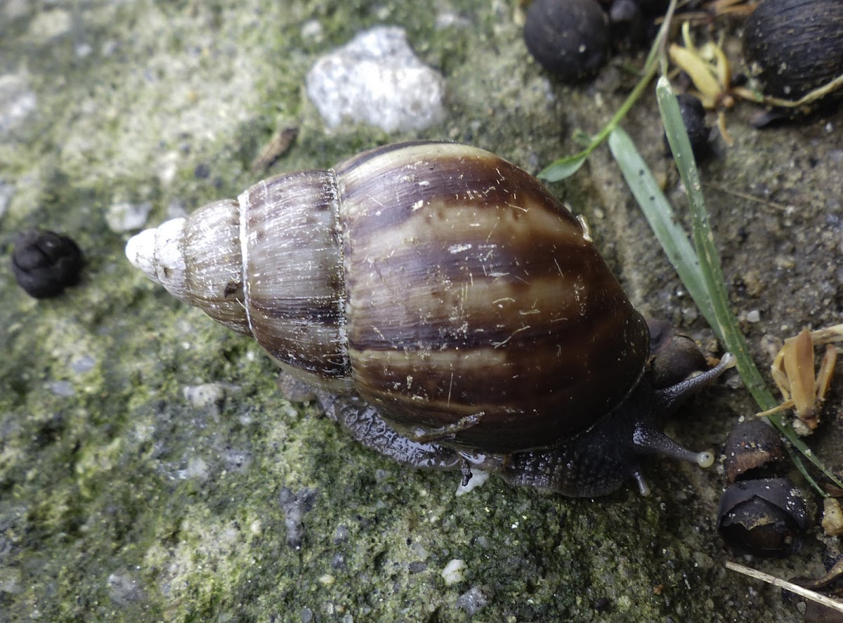 Giant African Land Snail