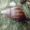 Giant African Land Snail