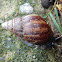 Giant African Land Snail