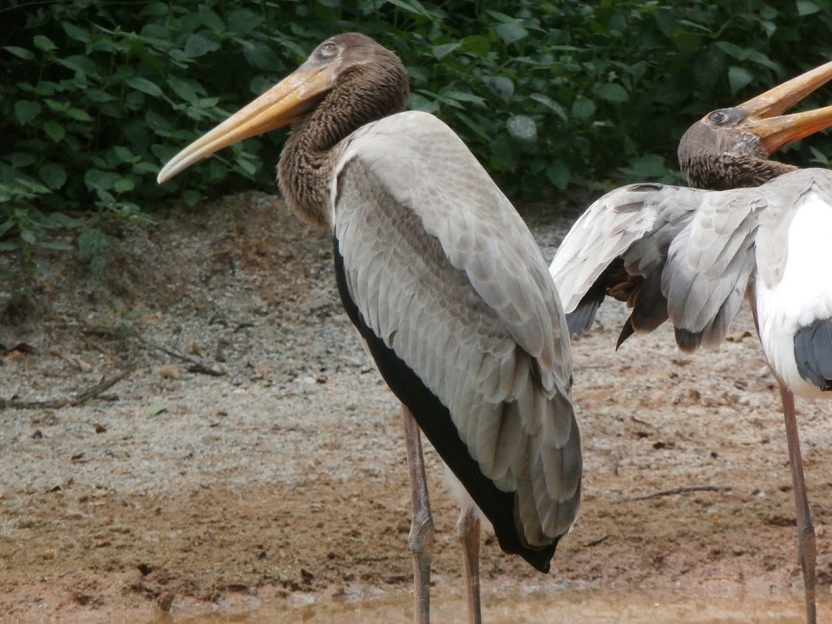 Juvenile Painted Stork