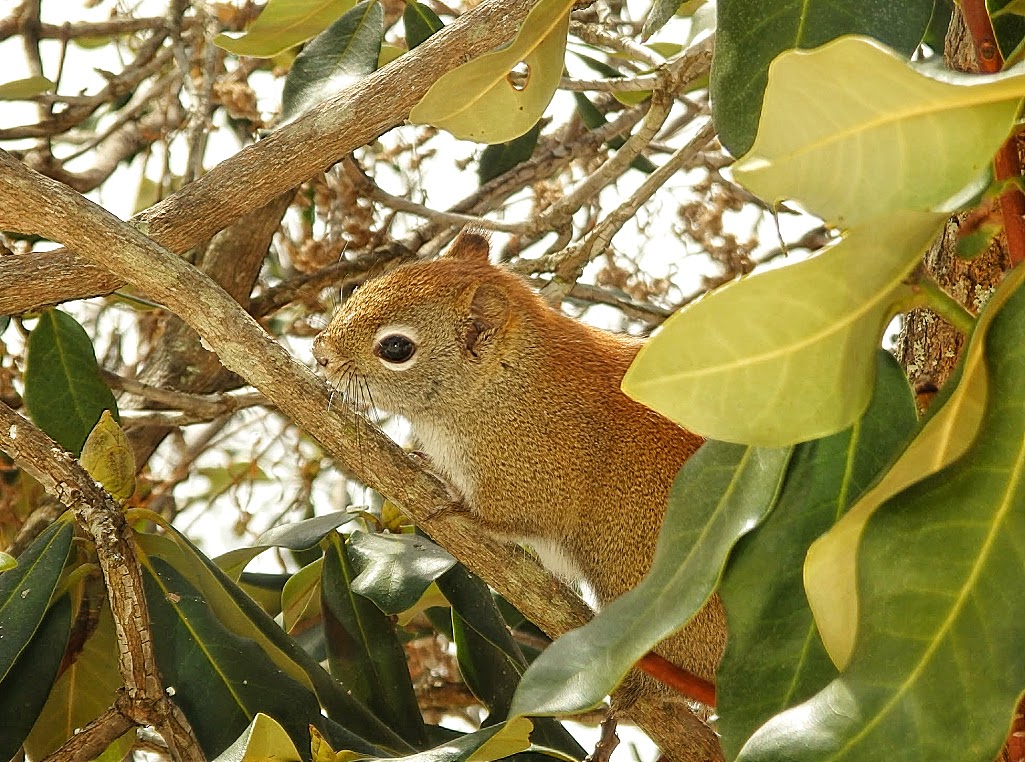 American red squirrel